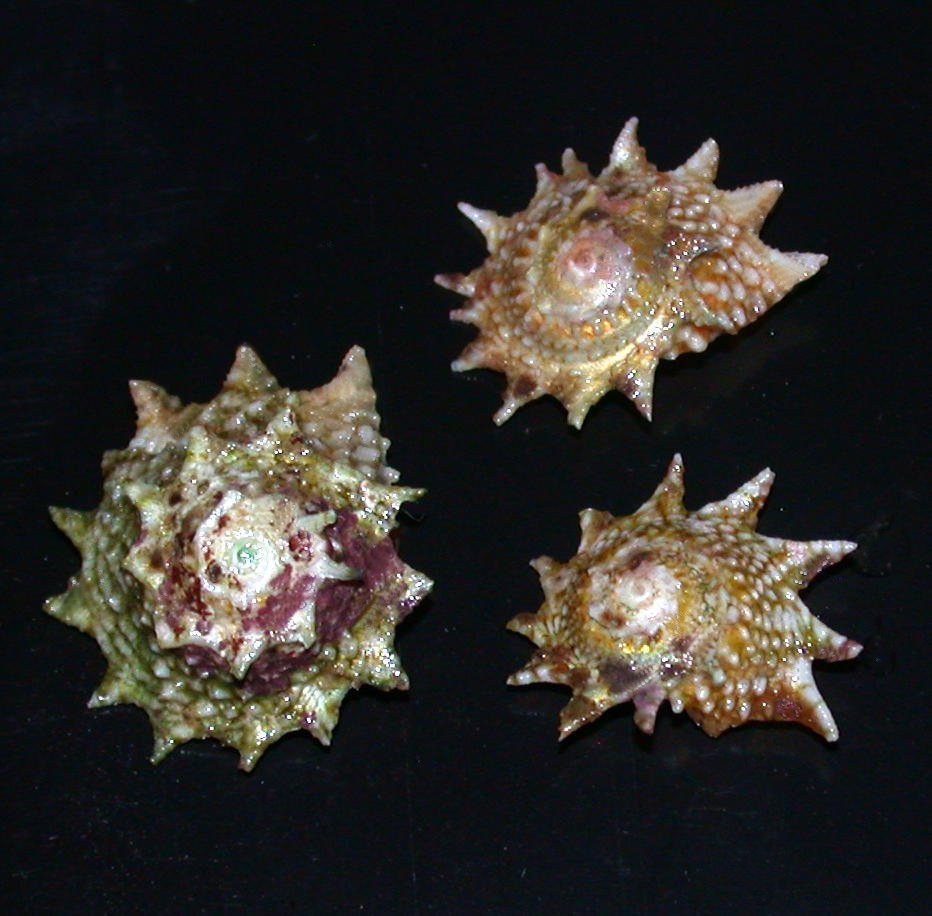 Astrea Phoebia (Spiny Star Astrea)