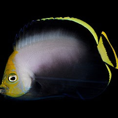 Chaetodontoplus melsnosoma (Grey Poma Angel) Medium