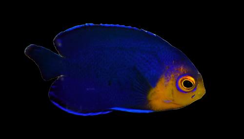 Pygmy (Cherub) Angelfish