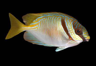 Siganus doliatus (Blue line rabbitfish)