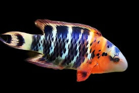 Cheilinus fasciatus (Red Breast Wrasse)