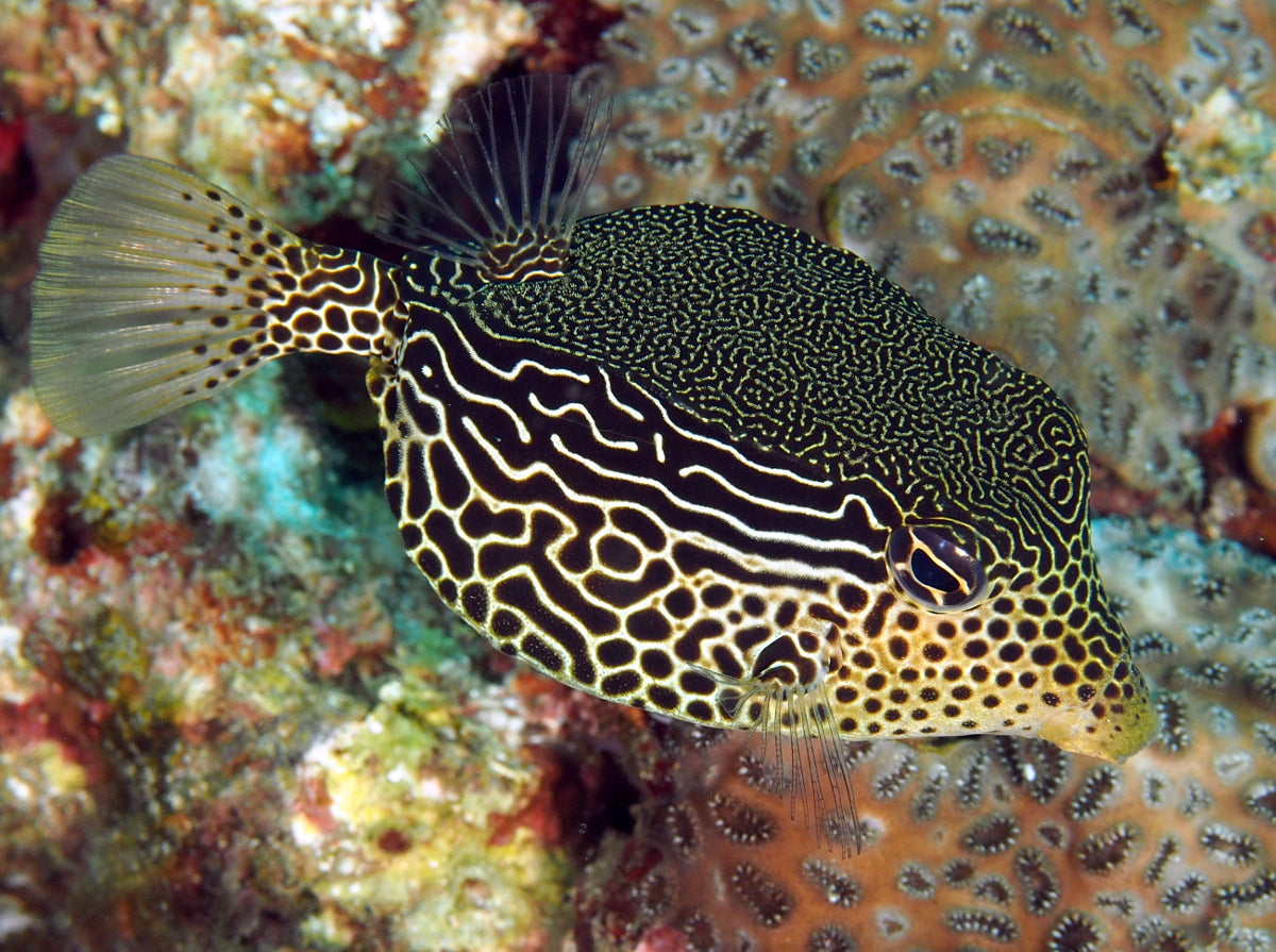 Ostracion solorensis (Scribbled TrunkFish)
