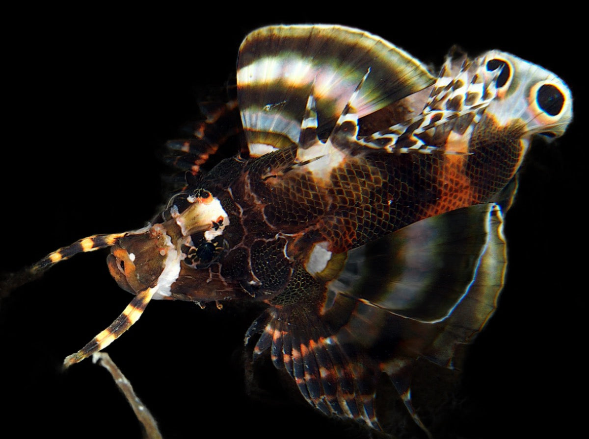 Dendrochirus biocellatus (Fu Manchu Lionfish)