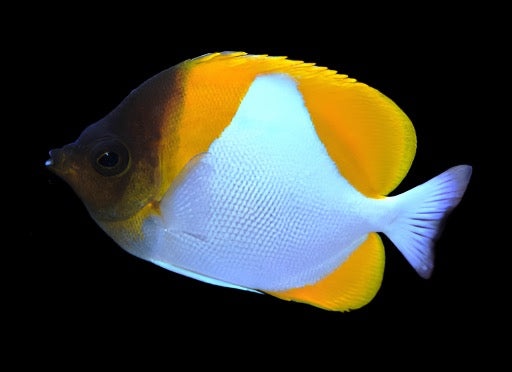 Hemitaurichthys polylepis (Yellow Pyramid Butterflyfish)