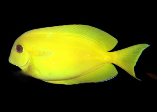 Acanthurus olivaceous (Orange Shoulder Tang)