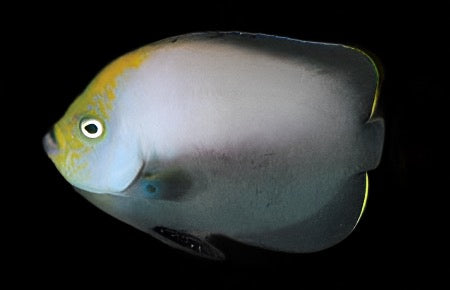 Chaetodontoplus melsnosoma (Grey Poma Angel) Large