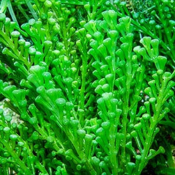 Caulerpa