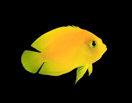 Centropyge Heraldi (Yellow Angelfish)