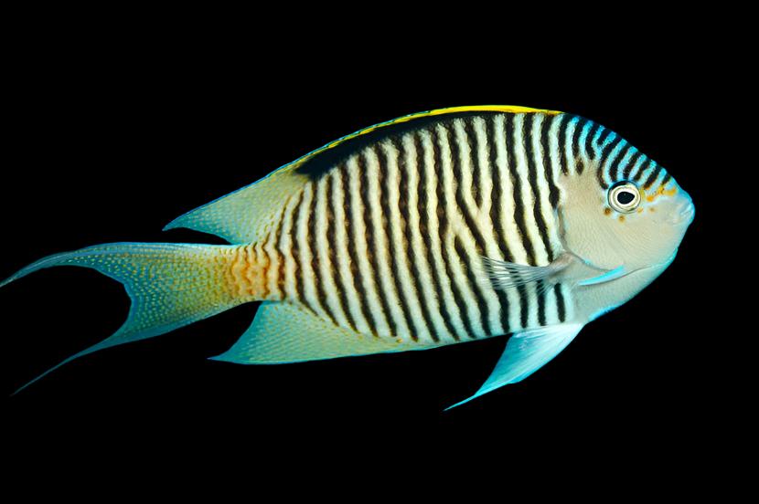 Genicanthus Angel (Zebra Angelfish)