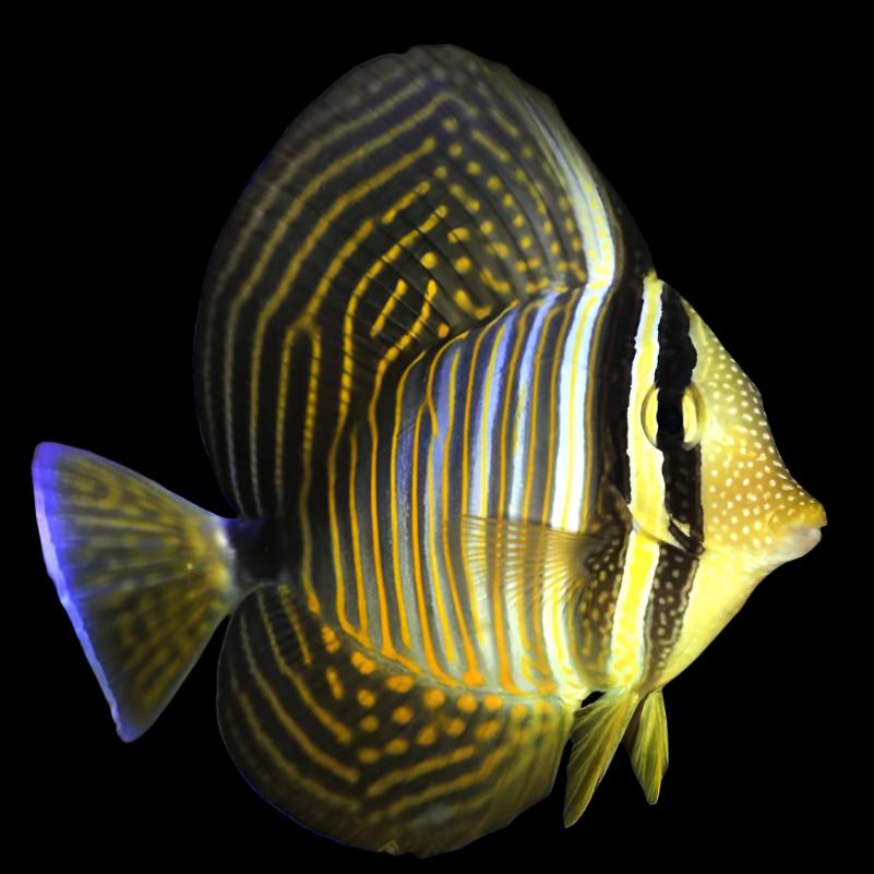 Zebrasoma desjardini (Desjardinii Sailfin Tang)