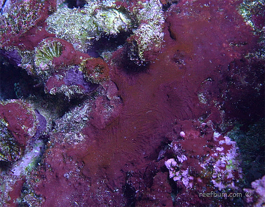 Aquarium récifal bien équilibré sans cyanobactéries