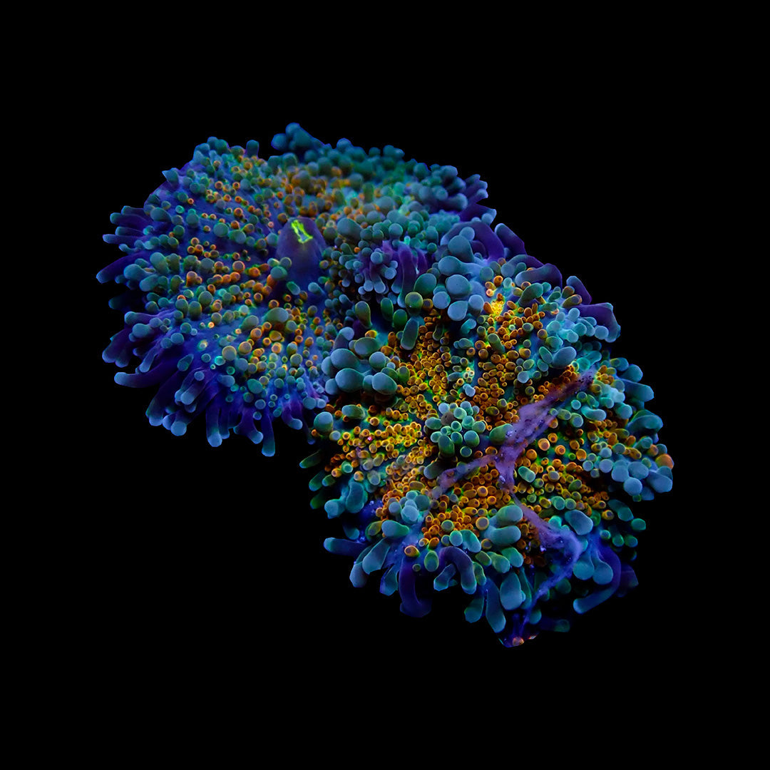 Coraux mous Mushroom Leather Zoanthides vivants pour aquarium récifal eau salée