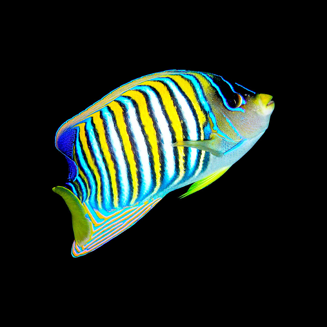 Pomacanthidae (Anges Larges)