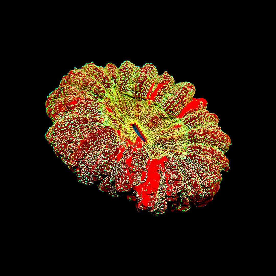 Coraux Acanthophyllia Doughnut Meat Coral LPS pour aquarium récifal