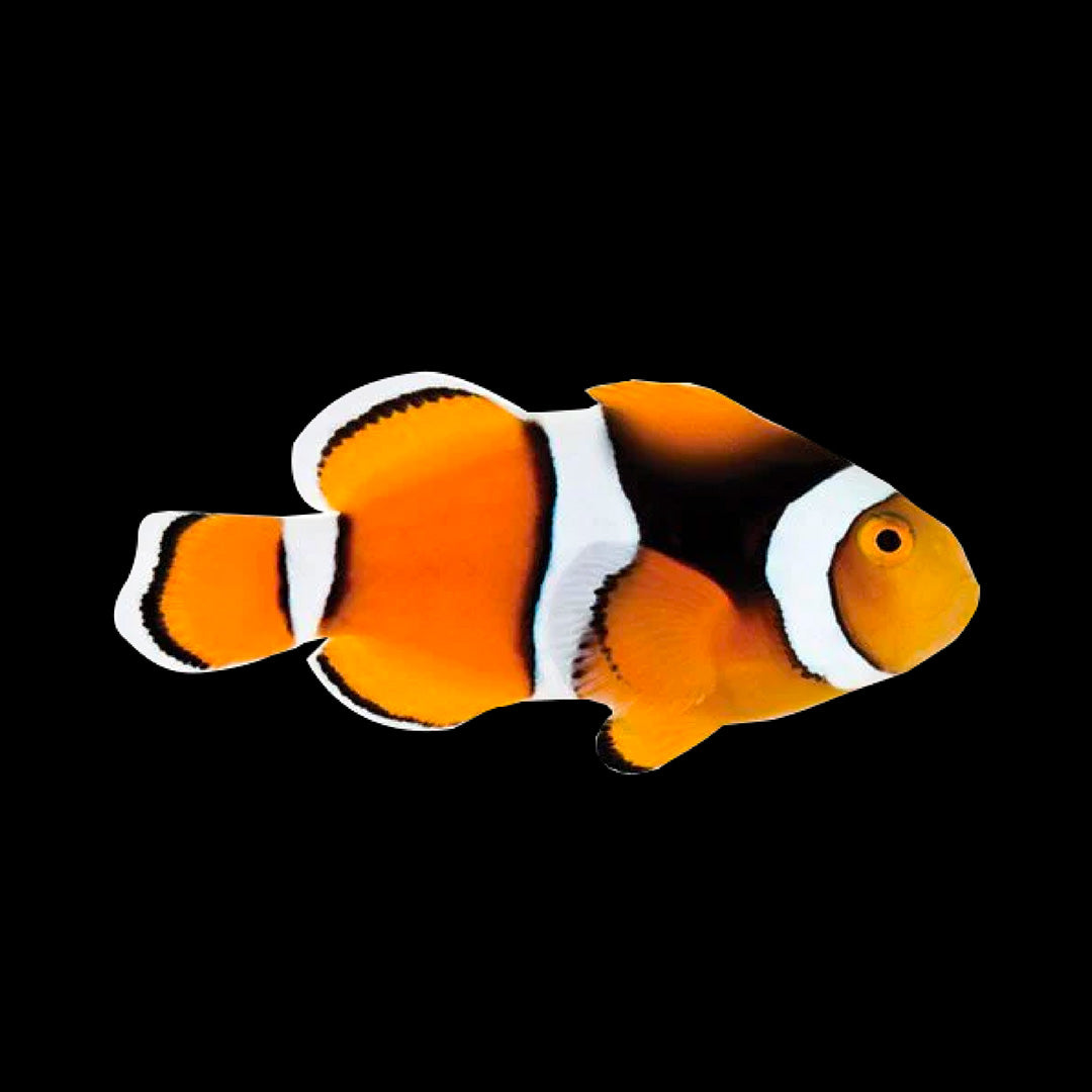 Poissons-clowns Ocellaris Maroon Nemo vivants pour aquarium récifal orange blanc