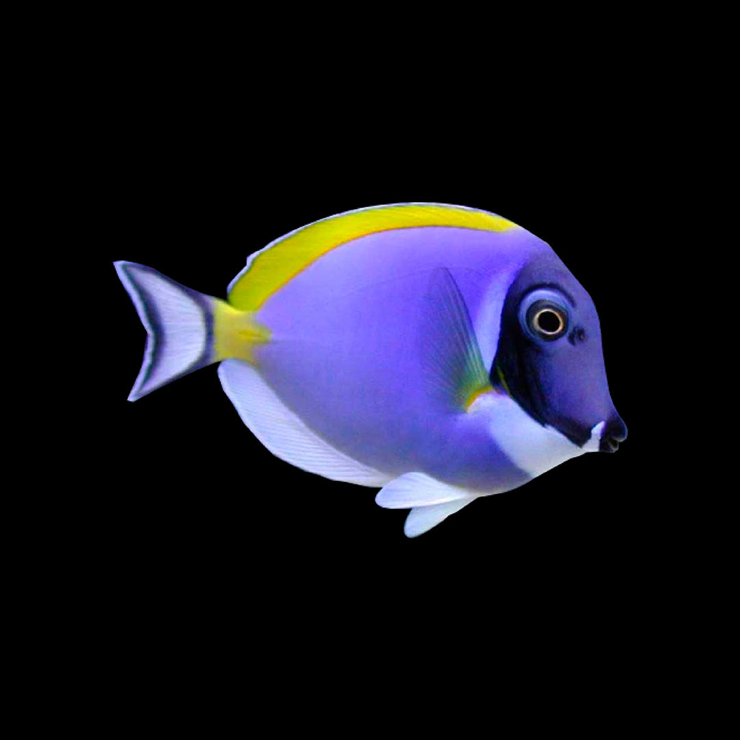 Acanthuridae (Tangs)