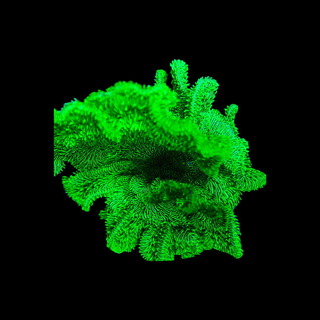 Coraux durs SPS Acropora Montipora vivants pour aquarium récifal eau salée
