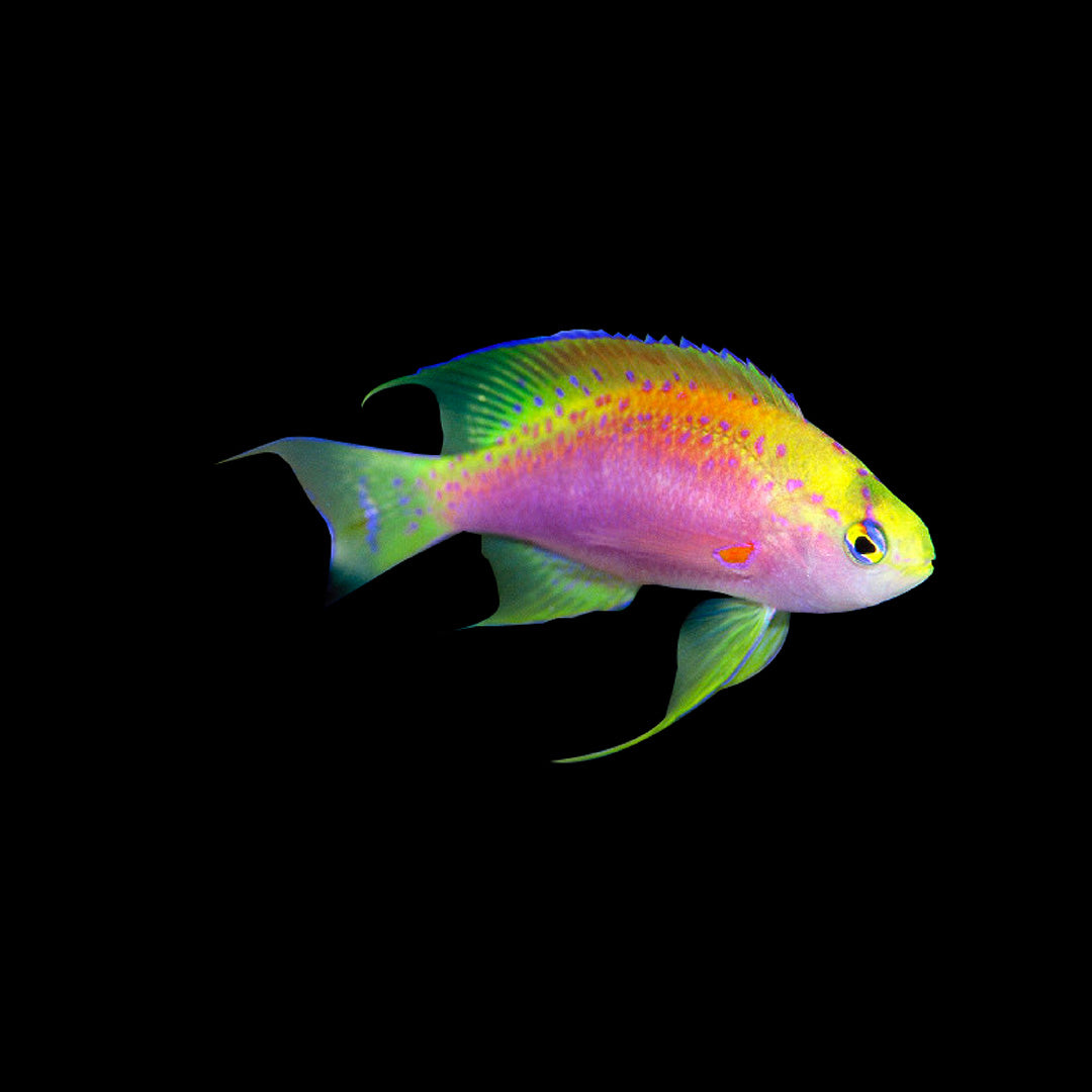 Anthiinae (Anthias)