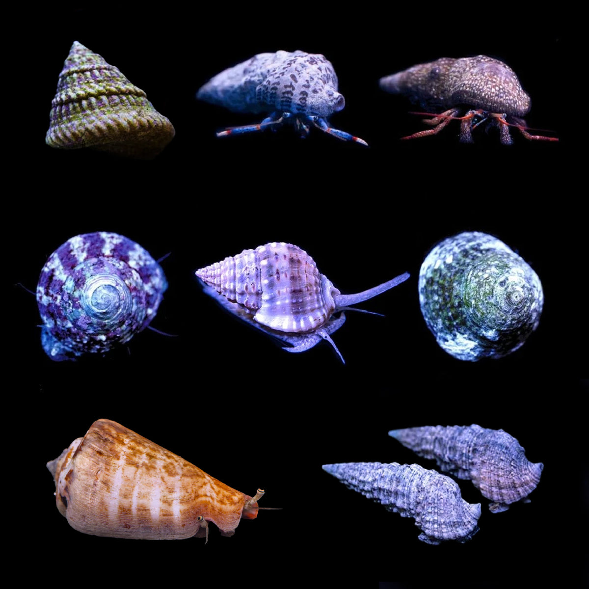 Équipe de nettoyage pour aquarium récifal incluant crabes ermites, oursins et limaces de mer pour contrôle algues