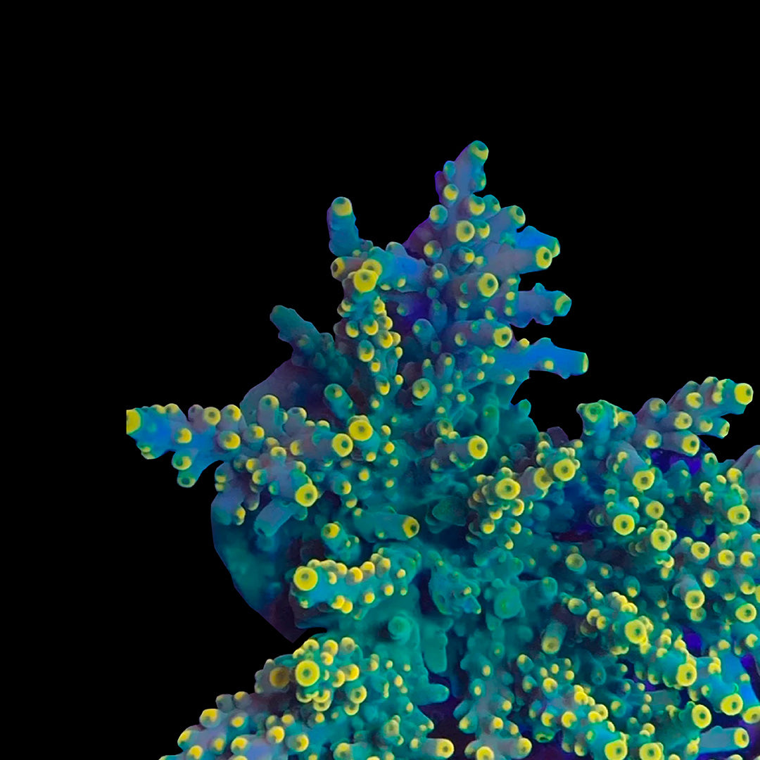 Coraux Acropora SPS ORA Jason Fox Walt Disney vivants pour aquarium récifal