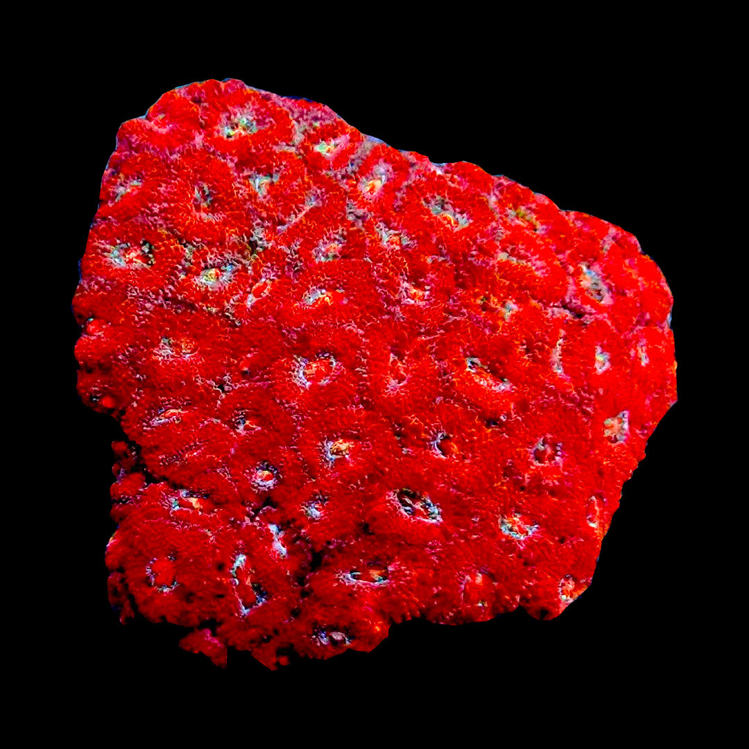 Coraux Acanthastrea Acan LPS couleurs spectaculaires vivants pour aquarium récifal