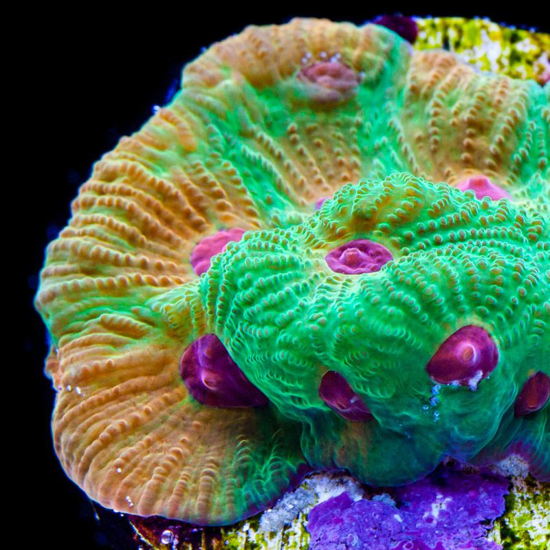 Coraux Favia LPS motifs nid d'abeille vivants pour aquarium récifal