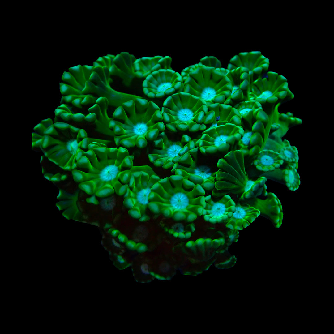 Coraux Alveopora Flowerpot Coral LPS polypes floraux vivants pour aquarium récifal