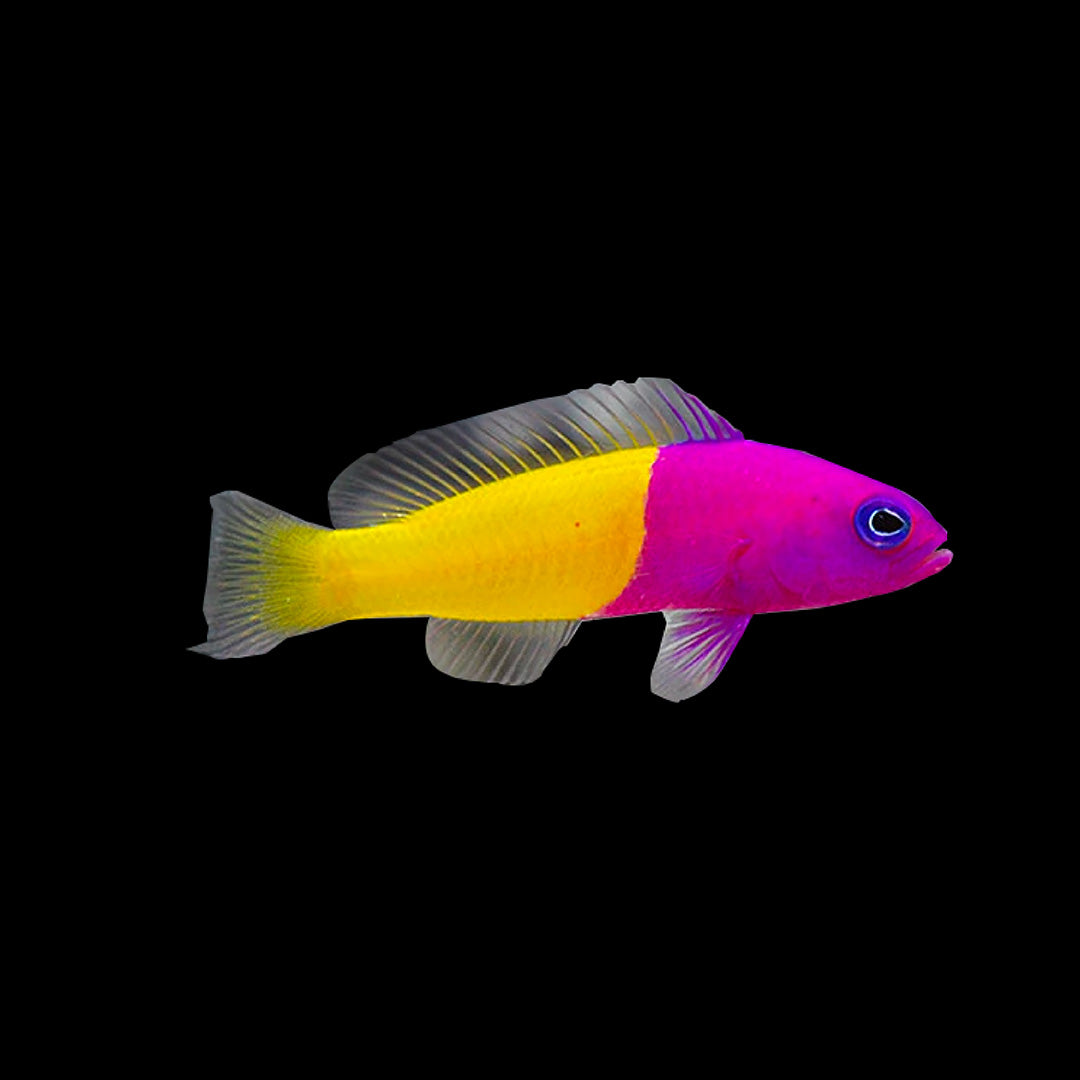 Pseudochromidae (Dottyback)