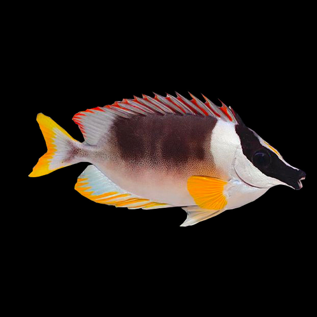 Siganidae (Foxface & Rabbitfish) – Aquarium ReefSolution inc.