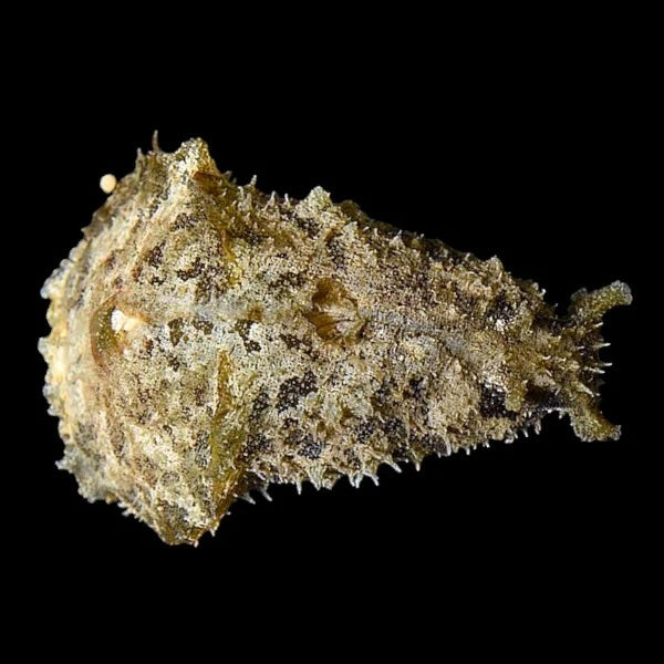 Limaces de mer sea slugs herbivores invertébrés pour aquarium récifal