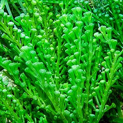 Macro algues Chaetomorpha et Caulerpa vivantes pour refugium