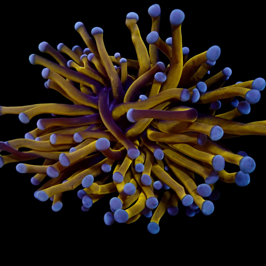 Euphyllia glabrescens Australian Banana Gold Torch - Corail LPS Premium