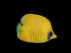 Golden Semilarvatus Butterflyfish