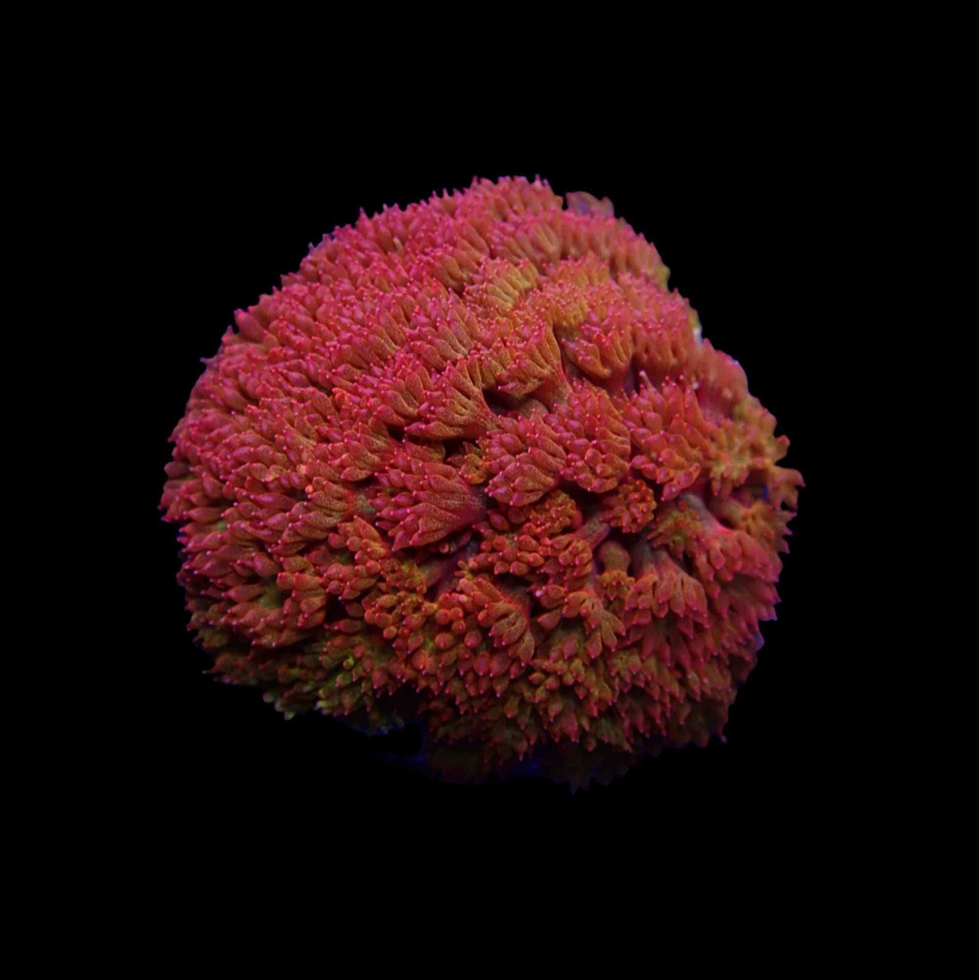 Gionopora Ultra frag
