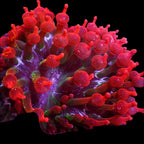 Black Widow Bubble Tip Anemone