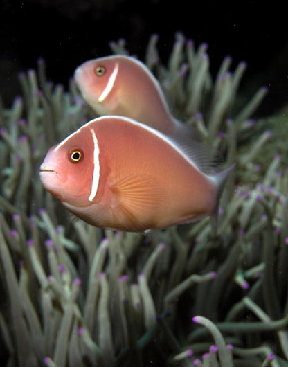 Pink Skunk Clownfish