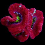 Acanthastrea Lordhowensis Ultra frag