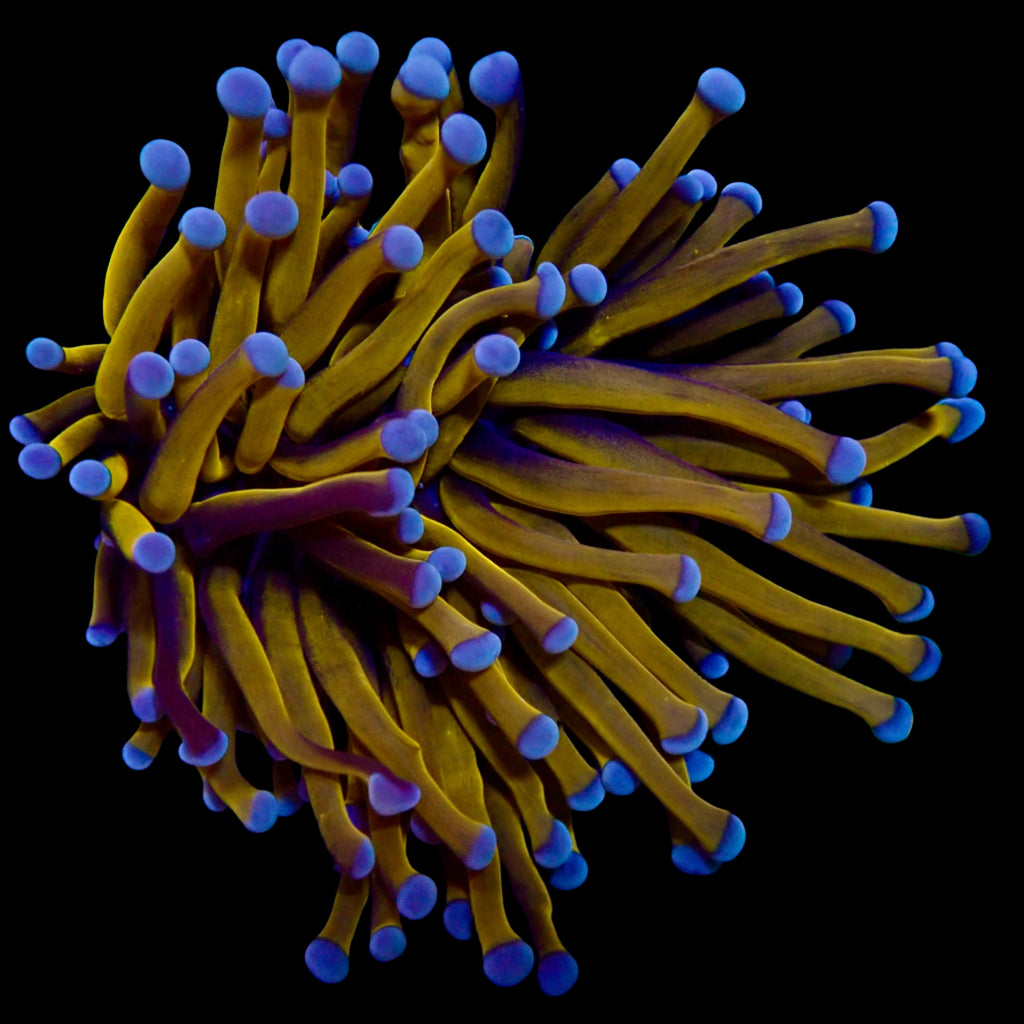 Euphyllia glabrescens Australian Banana Gold Torch - Corail LPS Premium