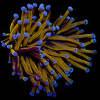 Euphyllia glabrescens Australian Banana Gold Torch - Corail LPS Premium