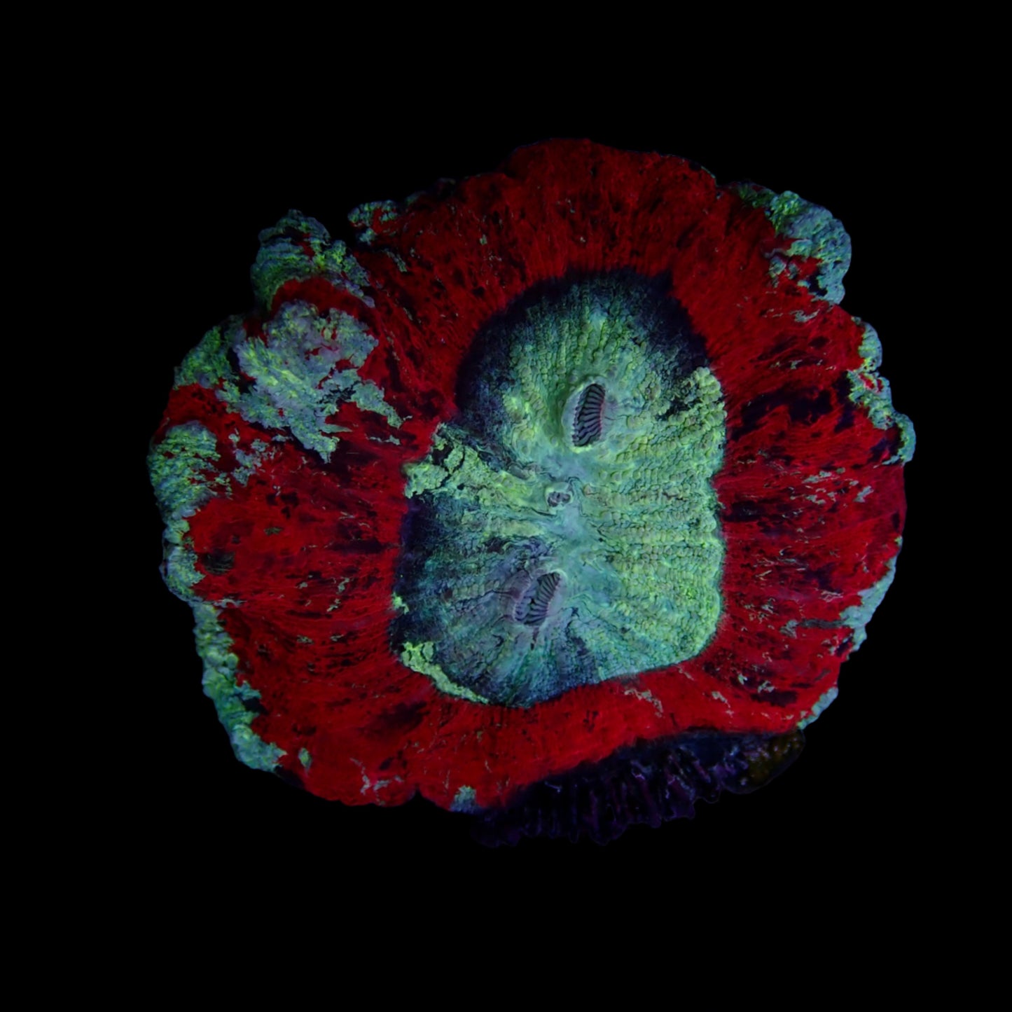 Multicolor Rose Brain