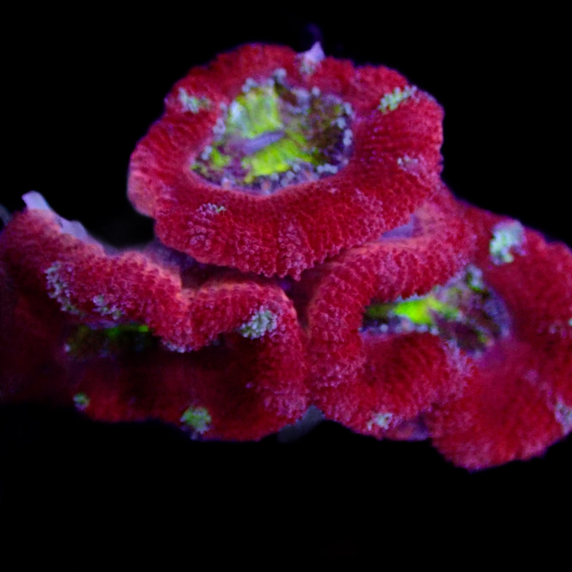 Acanthastrea Lordhowensis Ultra frag
