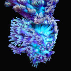 Goniopora Ultra frag with teal and pink polyps, LPS flowerpot coral - ReefSolution