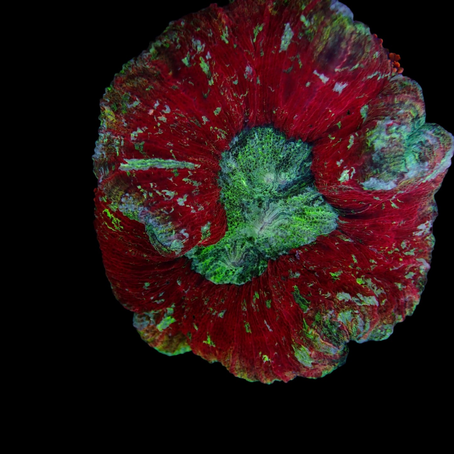 Multicolor Trachyphyllia