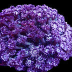 RS Blue Berry Glitter Goniopora frag