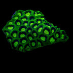 Favia Green Neon Ring