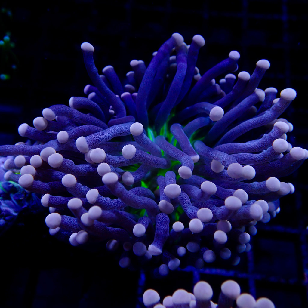 Australian Joker Torch Euphyllia glabrescens