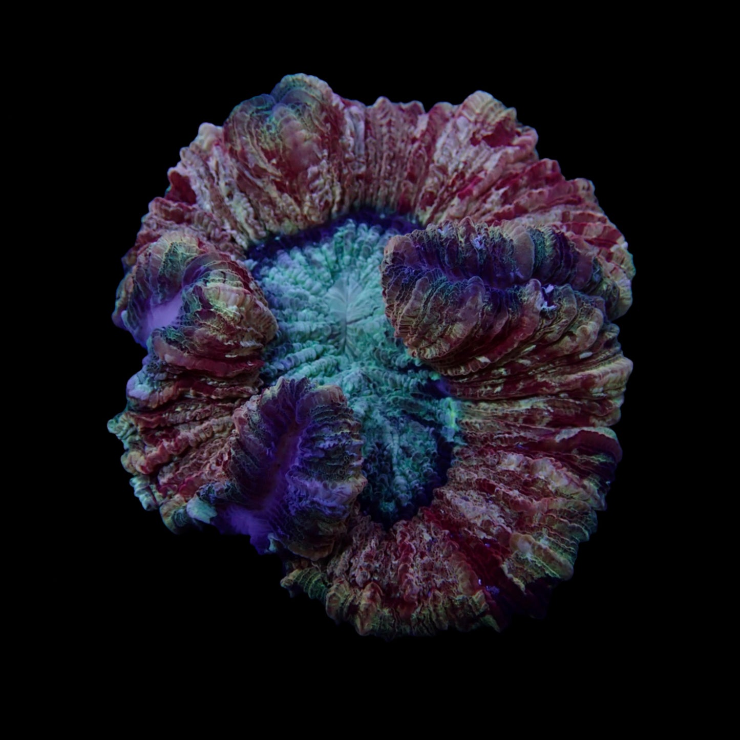 Multicolor Trachyphyllia