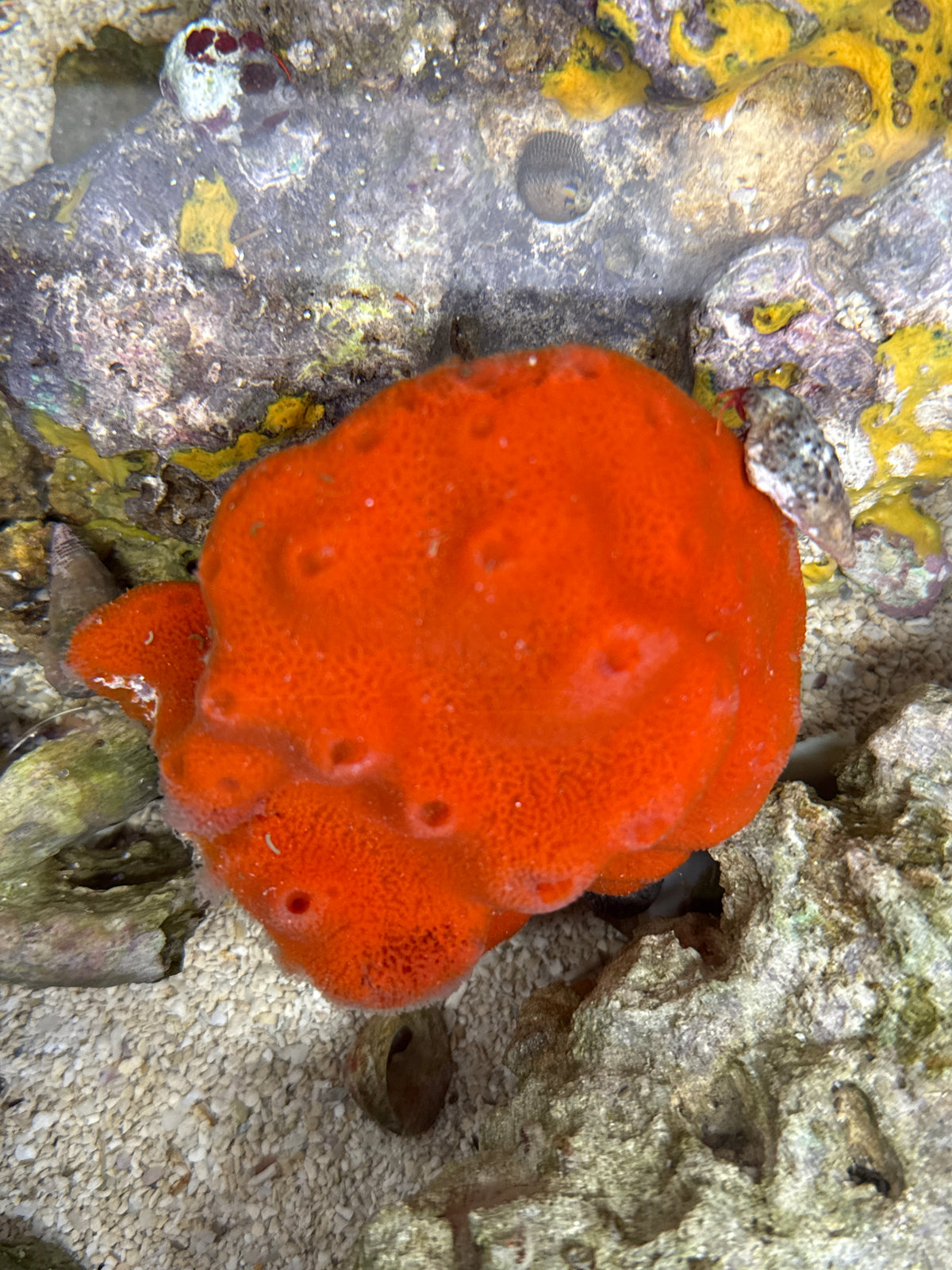 Cinachyra sp. - Ball Sponge