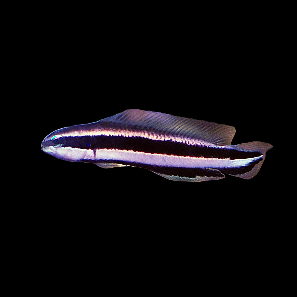Captive-Bred Striped Dottyback, Captive-Bred (Pseudochromis sankeyi)