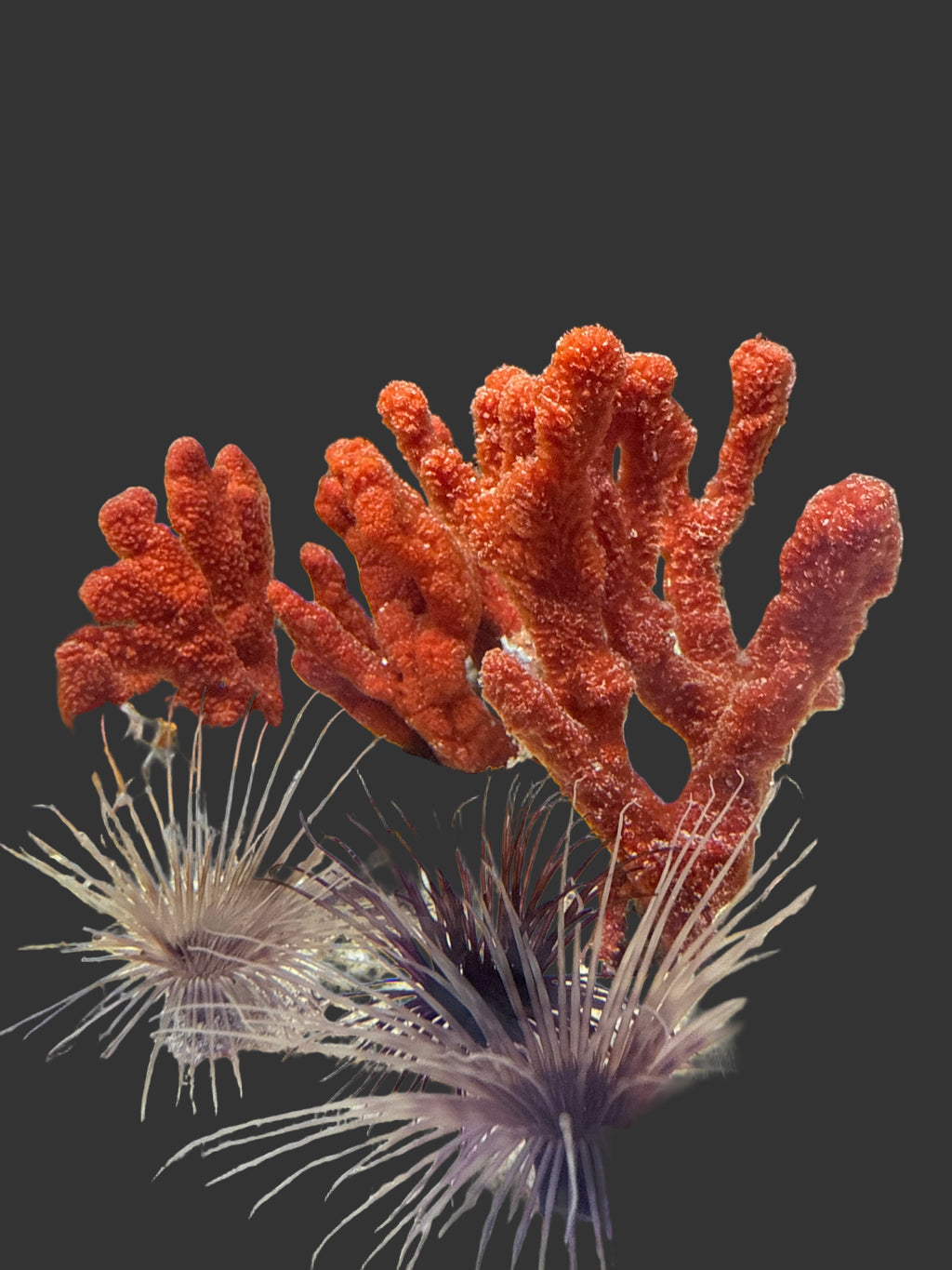 Ptilocaulis sp - Finger Sponges Red